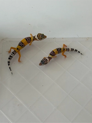 Leopardgeckos
