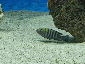 Cynotilapia afra Cobue
