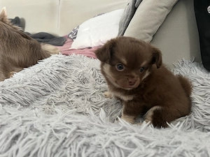 Langhaar Chihuahua Schoki sucht ein Zuhause