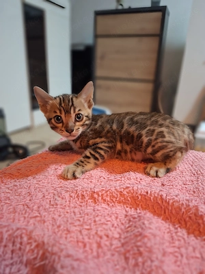 Wunderschöne reinrassige Bengal kitten