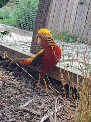 Goldfasan Pärchen 2023