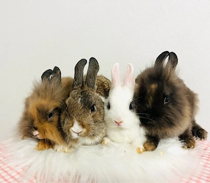 Zwergkaninchen Babys Löwenköpfchen Minilop