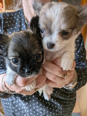 Wunderschöne, reinrassige LH Chihuahua Welpen Rüden
