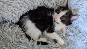 Kitten katzen EKH katzen