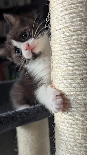 Kitten Katzen 