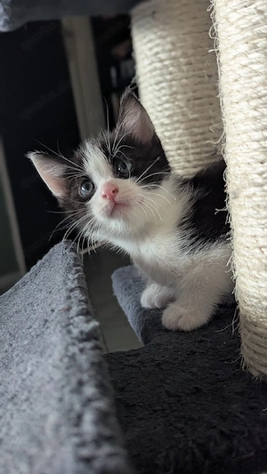Kitten katzen EKH