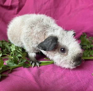 Hübsches Skinny Pig Werwolf Mädchen California 