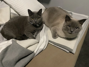 Simba (BKH) und Nala (Kartäuser) suchen gemeinsam ein liebevolles Zuhause 