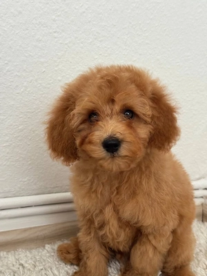 Süße Maltipoo-Welpen Bild 4
