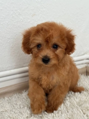 Süße Maltipoo-Welpen Bild 3