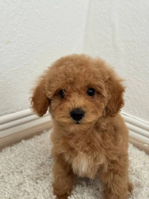 Süße Maltipoo-Welpen Bild 2