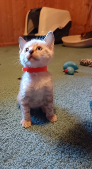 Reinrassige Bengalkitten mit Stammbaum