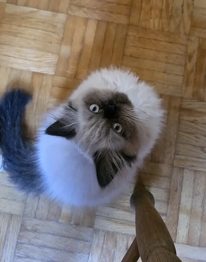 Colourpoint (seal point) Perser kitten