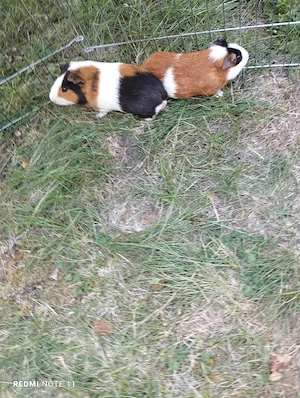 2 Meerschweinchen Böcke 