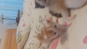 4 süsse Katzenbabys sind angekommen