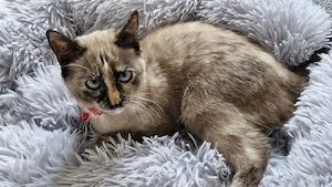 Süße junge Katze sucht ein liebevolles Zuhause      