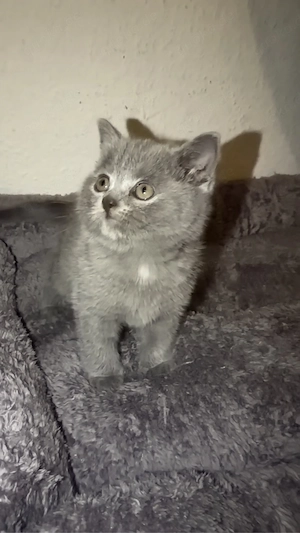 BKH Kitten 
