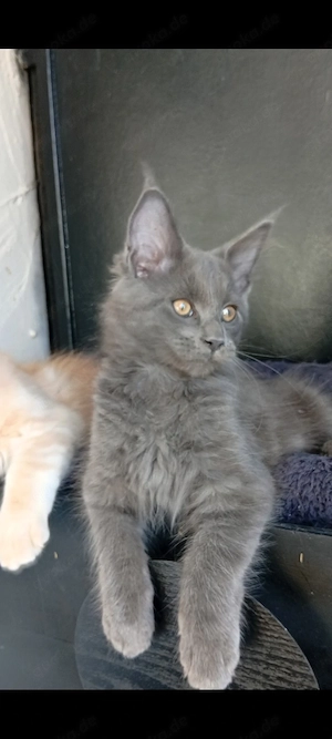 Maine coon Kitten 3 Monate 