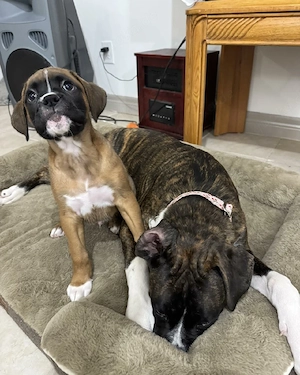 Wunderschöne Boxerwelpen Boxerwelpen suchen ein liebevolles Zuhause