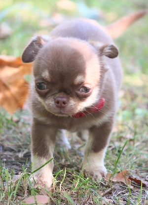 Chihuahua Welpe ( Hündin ) sucht noch Zuhause