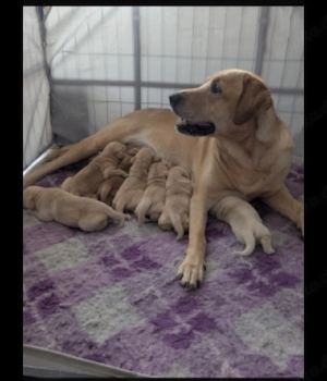 Golden Labrador Welpen