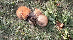  6 süße Kitten suchen ein liebevolles Zuhause! 