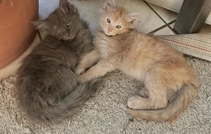 Reinrassige Maine-Coon-Kitten suchen ein liebevolles Zuhause.