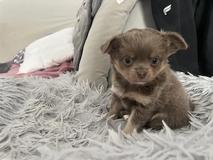 Langhaar Chihuahua Mädchen Nala