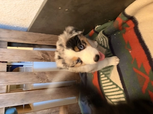 Australian Shepherd Welpen 