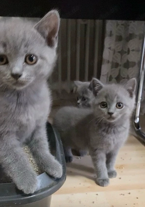 6 süße BKH-Kitten suchen liebevolle Zuhause