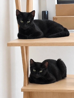 süsse kitten in verschiedenen Farben zu verschenken 