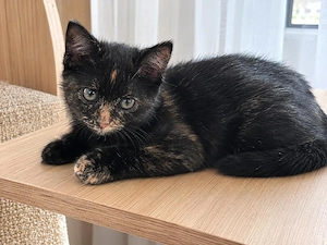 süsse kitten in verschiedenen Farben zu verschenken 
