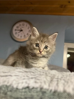 Ragdoll  Maine Coon Kitten Mädchen sucht Zuhause auf Lebenszeit