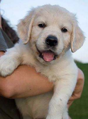 Golden-Retriever-Welpen suchen liebevolle Familien