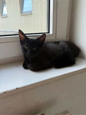 baby katze Bild 9