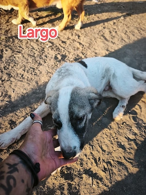 Largo - wer schenkt ihm ein liebevolles Zuhause für immer?