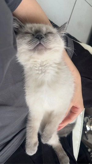 baby katze 