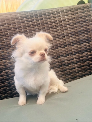 Chihuahua Jung