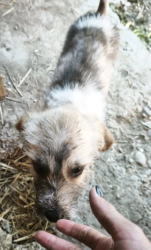 Benji - kleiner Kämpfer sucht ein Zuhause