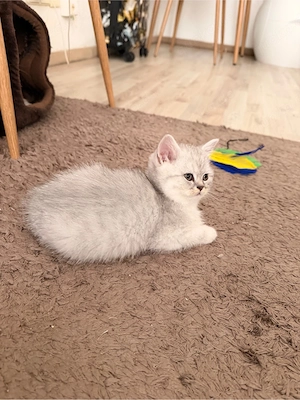 Noch 2 BKH-Kätzchen suchen ein liebevolles Zuhause kitten sofort 