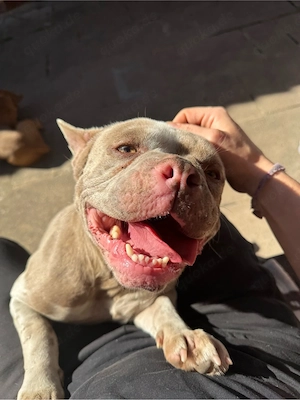 französische bulldogge 