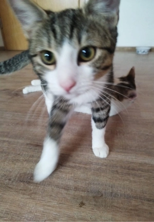 Katze sucht ein neues zuhause