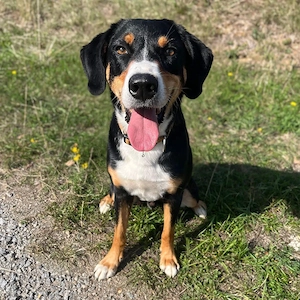 Fröhlicher Appenzeller Sennenhund Rocco wartet in 74214 Schöntal auf seine hundeerfahrenen Menschen.