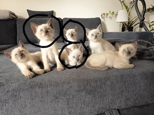 Reinrassige Siam Kater Abgabebereit!