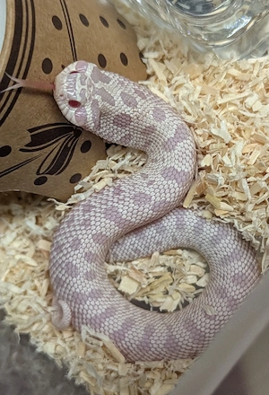 Arctic Yeti het Sable - Superarctic Snowburst, Stormcloud, Heterodon nasicus, Hakennasennatter