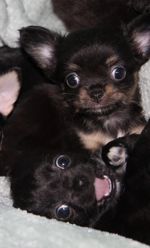      Zuckersüße Chihuahua Welpen suchen ihre Herzensmenschen     
