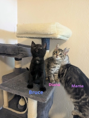 Main Coon Mix Kitten 