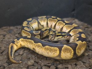Königspython verschiedene Morphen
