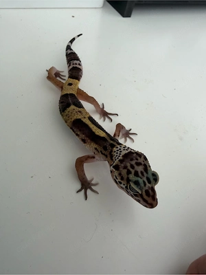 Leopardgecko weibchen 0.1 nachzucht aus 2026