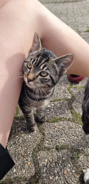 Katzen, Kitten zu verkaufen 